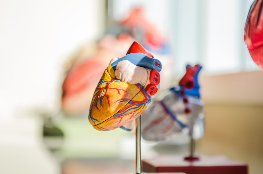Atrial Fibrillation - The Nutrition and Lifestyle Connection
